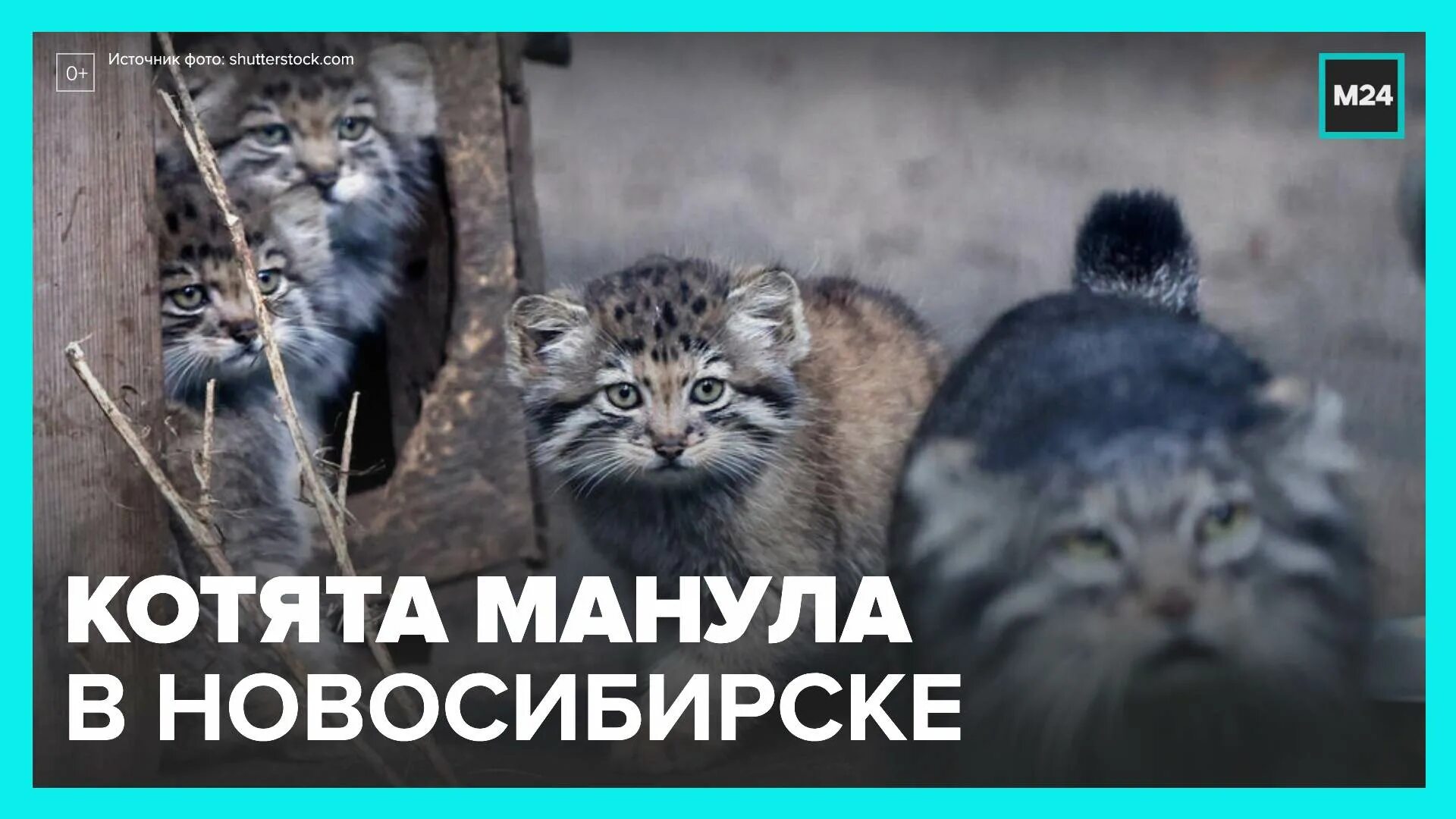 Дикий кот манул котята. Новосибирский зоопарк манулята. Котята манула родились в новосибирском зоопарке. Манулы в новосибирском зоопарке. Котята манула в новосибирском зоопарке.