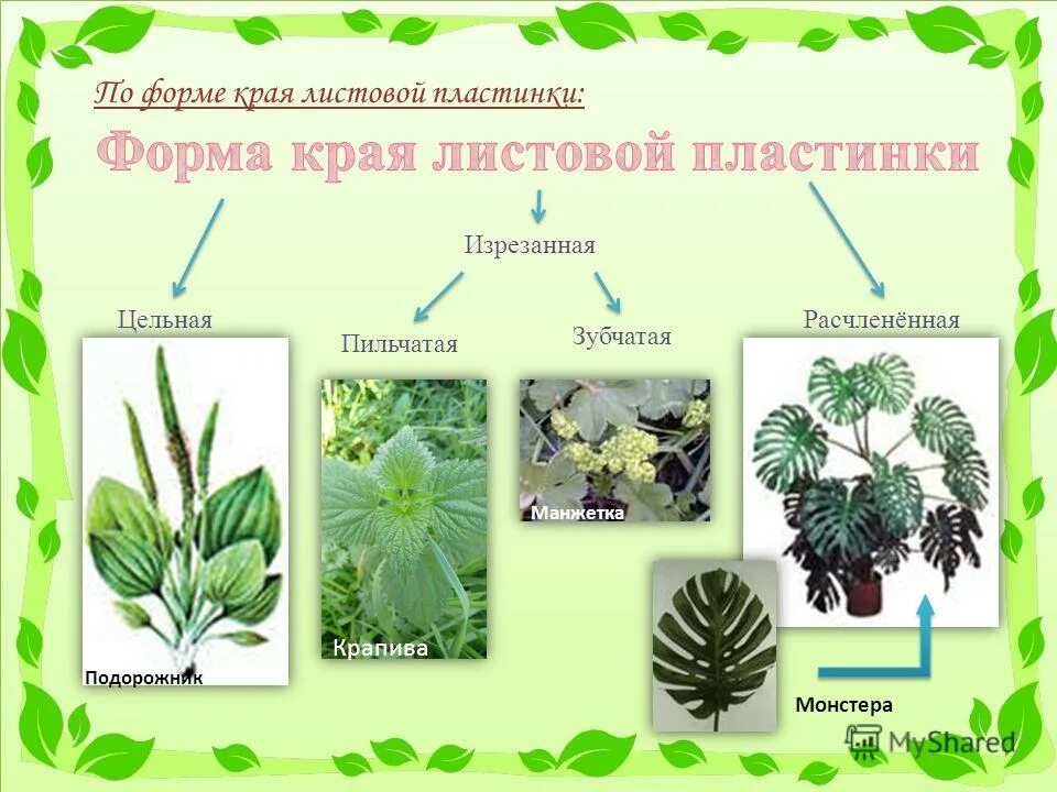 листовые пластинки у растений. листья форма края листовой пластинки. продолговато ланцетная форма листа. лист по форме основания листовой пластинки. форма листовой пластинки у вяза.