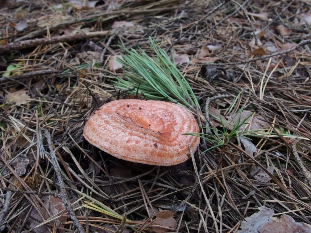 Скользкие рыжики. Рыжик Сосновый/Боровой (Lactarius deliciosus);. Гриб Рыжик Сосновый. Сосновый Бор рыжики. Рыжик красный Сосновый.