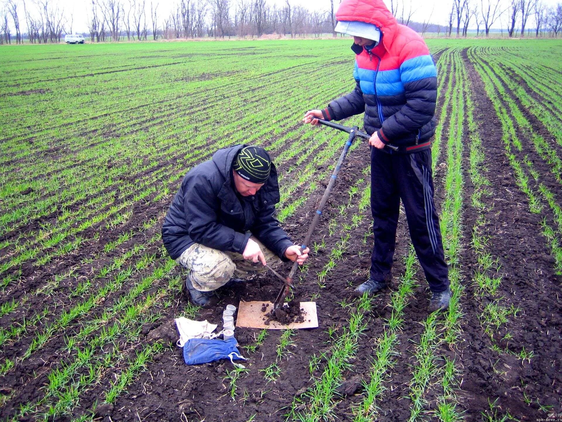 Агрохимические обследования. Повышение плодородия земель. Агрохимическое обследование почв. Озимые культуры удобрение. Отбор проб почвы и растений.