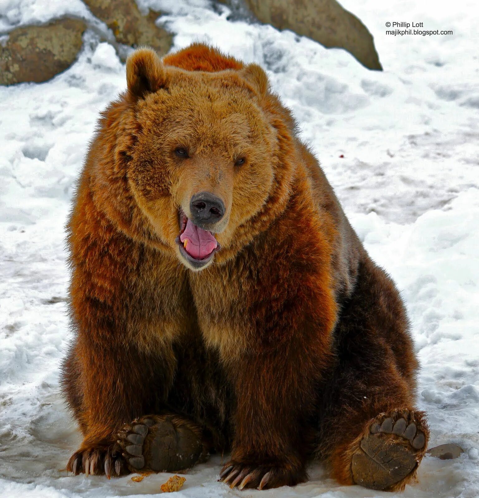 Какие медведи крупнее. Медведь Гризли большой. Медведь Гризли огромный. Самый крупный медведь Гризли. Оранжевый медведь.