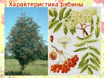 Описание плода рябины