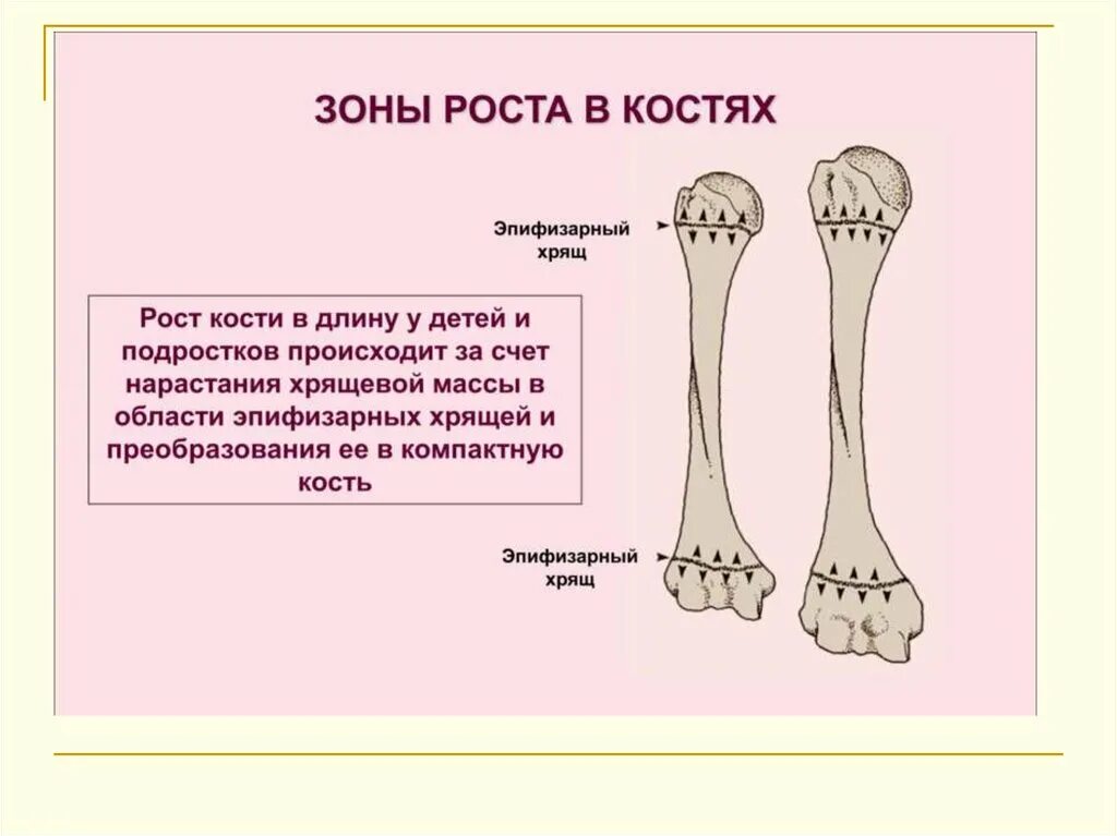 Зоны роста длинных трубчатых костей у детей находятся в. Зона роста трубчатых костей. Ростковые зоны костей у детей. Зоны роста трубчатых костей у детей.