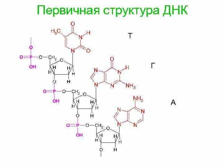 Номенклатура первичной структуры ДНК. Первичная структура ДНК связи. Первичная структура ДНК функции. Первичная структура молекулы ДНК. Днк в соединении с белком