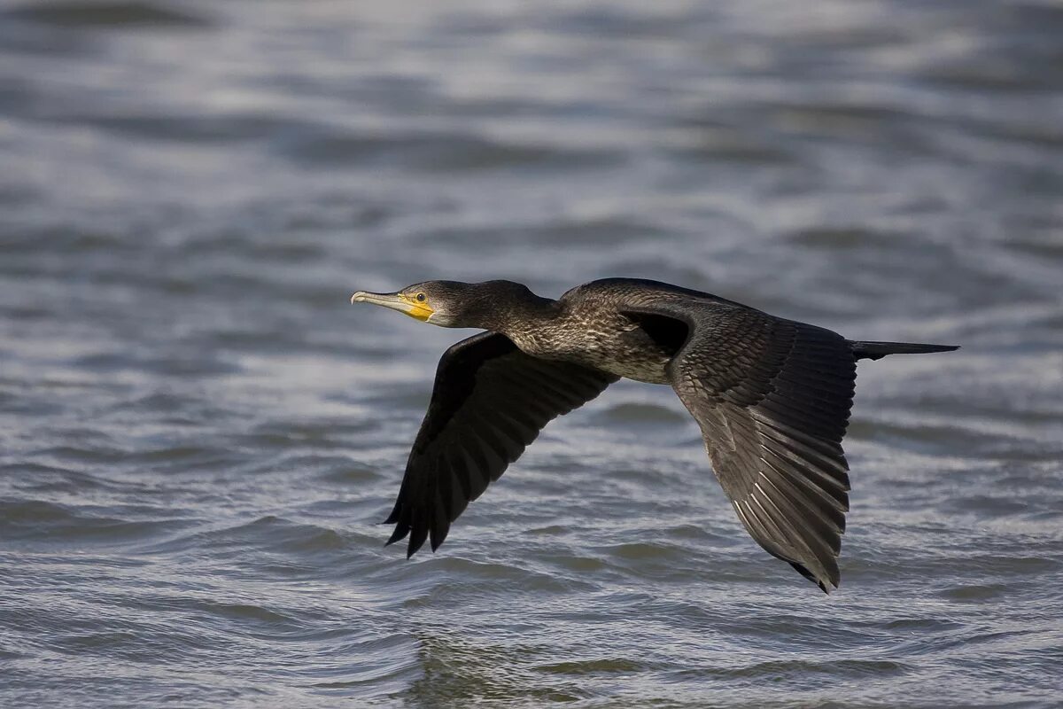 Phalacrocorax Carbo. Большой Баклан птица. Баклан в субтропиках. Водоплавающая птица Баклан Бурятия болотные.