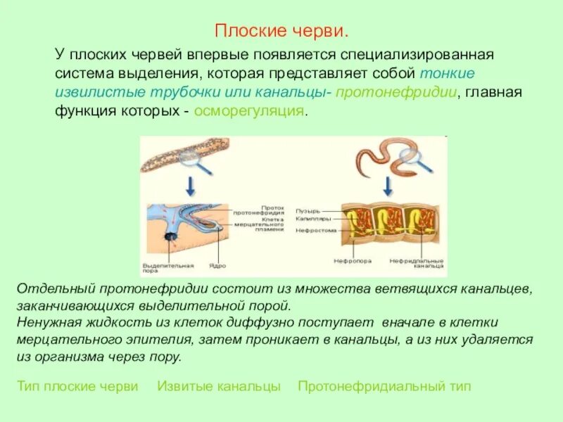 Развитие систем органов у червей. Тип плоские черви органы выделения. Система выделения плоского червя. Плоские черви протонефридии. Выделение плоских червей 7 класс биология.