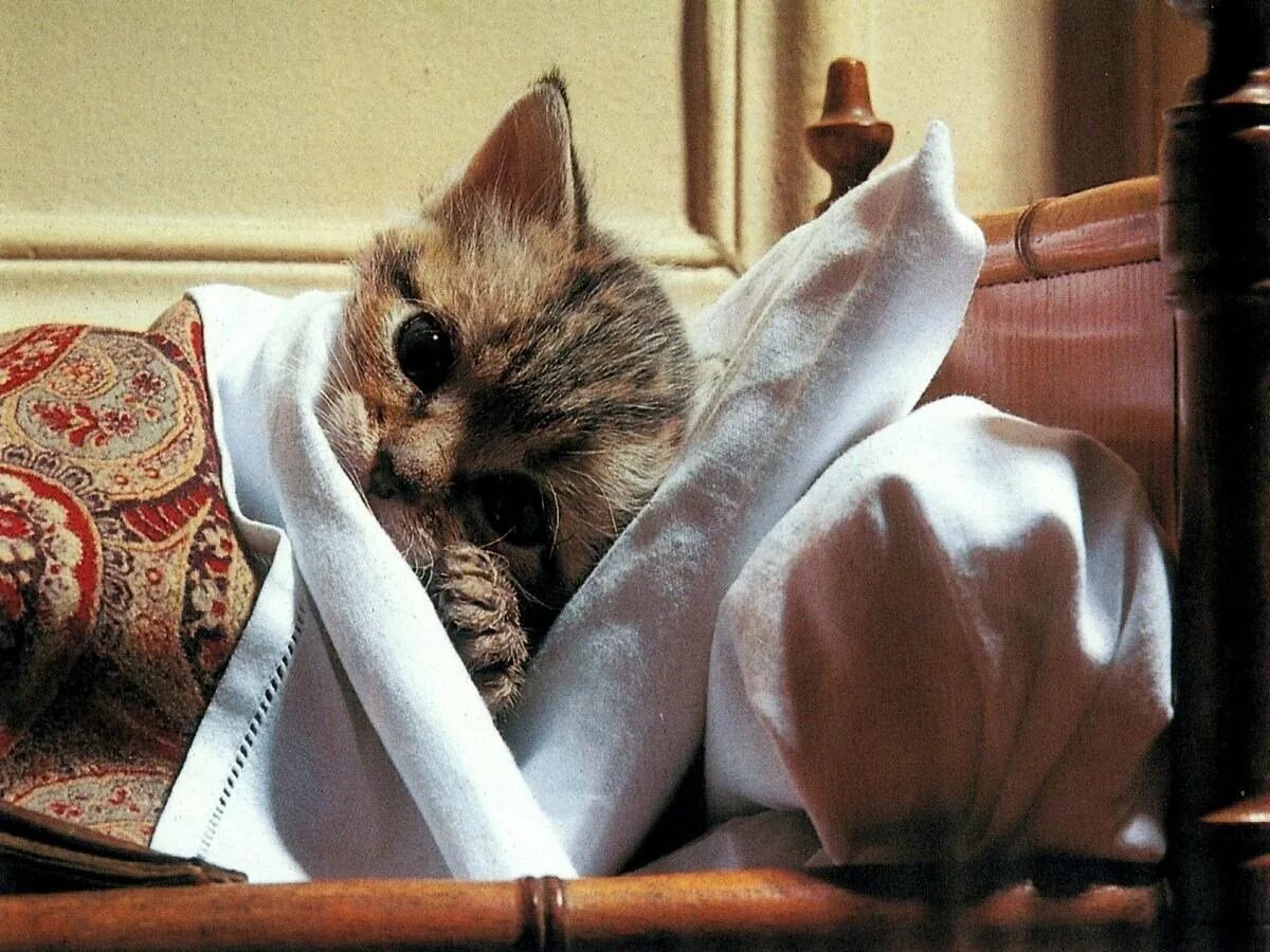 Кошка которая болела