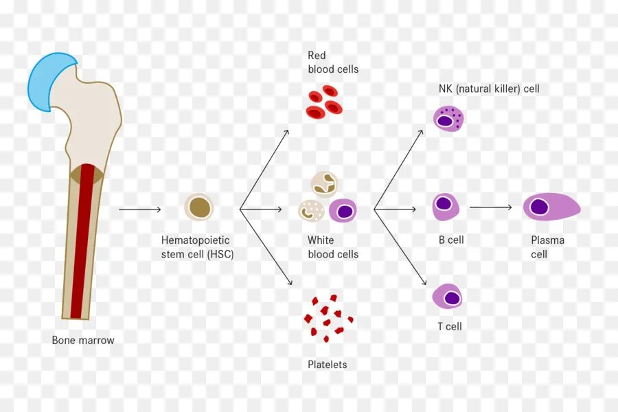 Гемопоэз лейкоз. Bone marrow Stem Cells. Схема гемопоэза. Гемопоэтическая стволовая клетка. Стволовая клетка крови