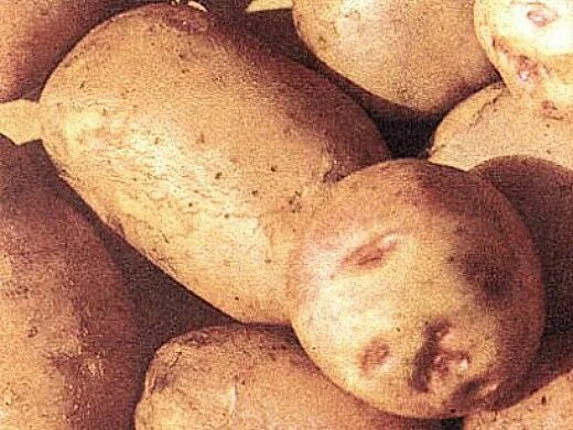 Купить картофель в воронежской. Сорт картофеля Пауль Вагнер. Сорт картофеля Барбара. Среднепоздние сорта картофеля.