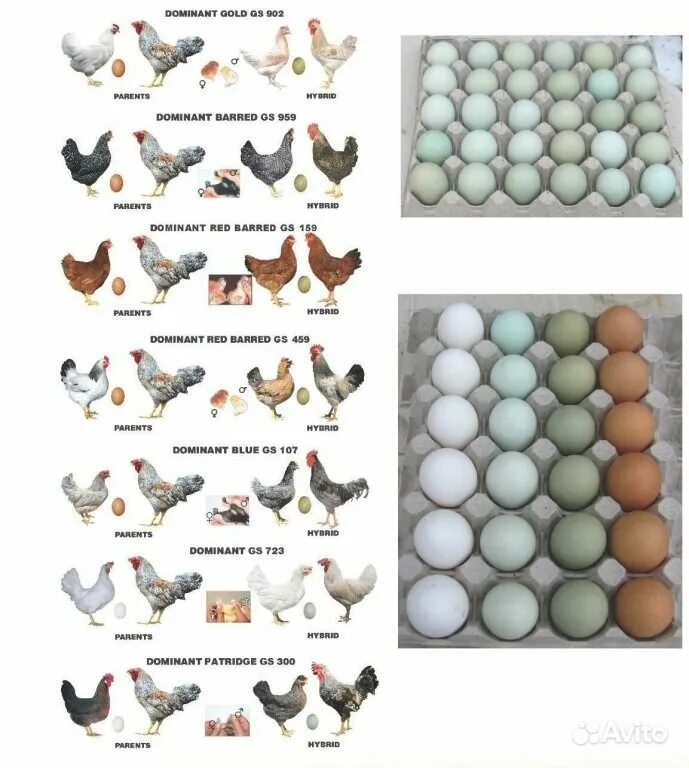 доминант gs 107. несушка доминант gs459. какой доминант несет голубые. доминант gs301. характеристики кур несушек доминант.