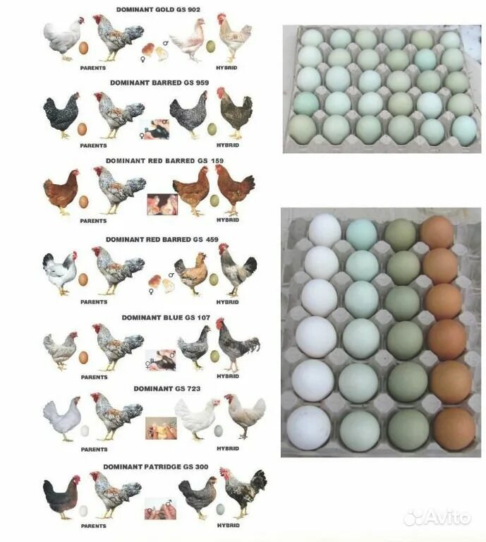 Доминанты порода яйца. Доминант BLS,ds109,gs459. Доминант золотой GS 902 инкубационное яйцо. Доминант GS 301 инкубационное яйцо. Яйцо кур Доминант 959.