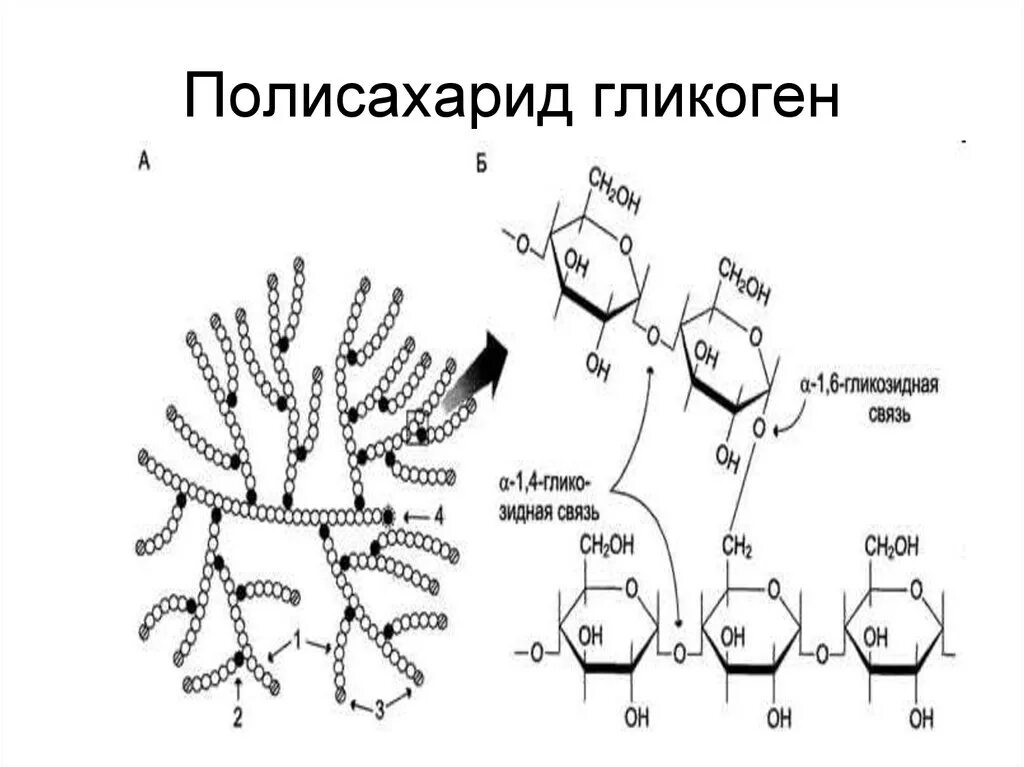 1 1 гликозидной связью. Гликоген строение полисахарида. Гликоген формула химическая. Гликоген полисахарид формула. Гликоген строение химия.