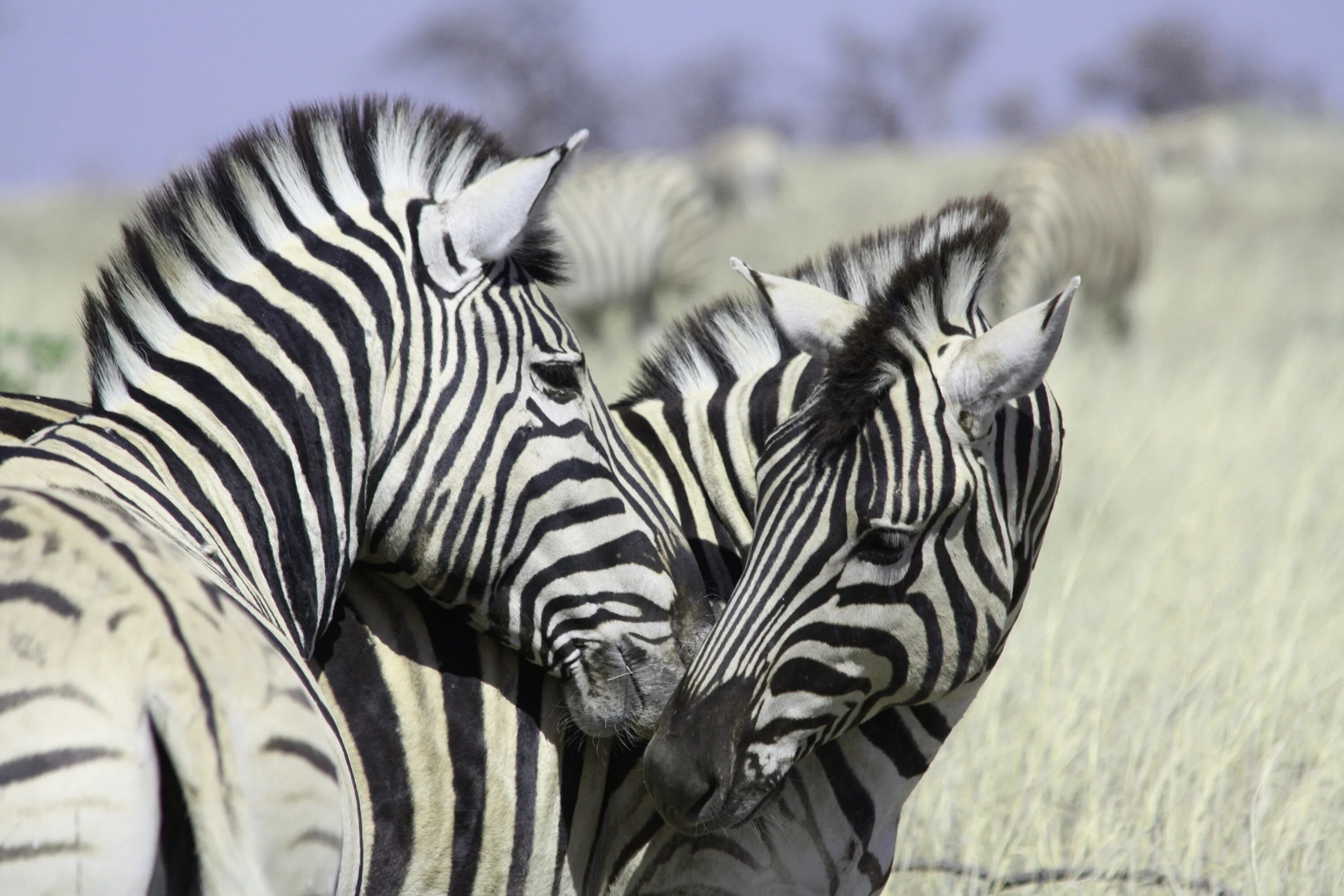 Zebra lanes