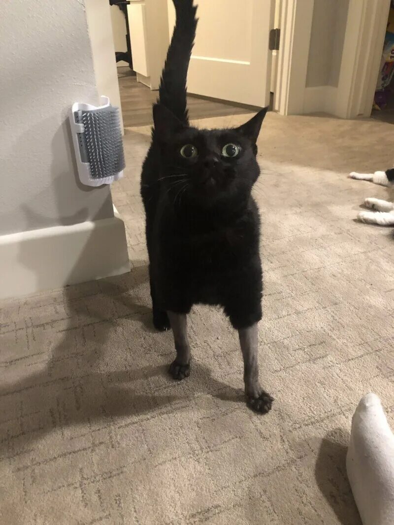Коте номе
