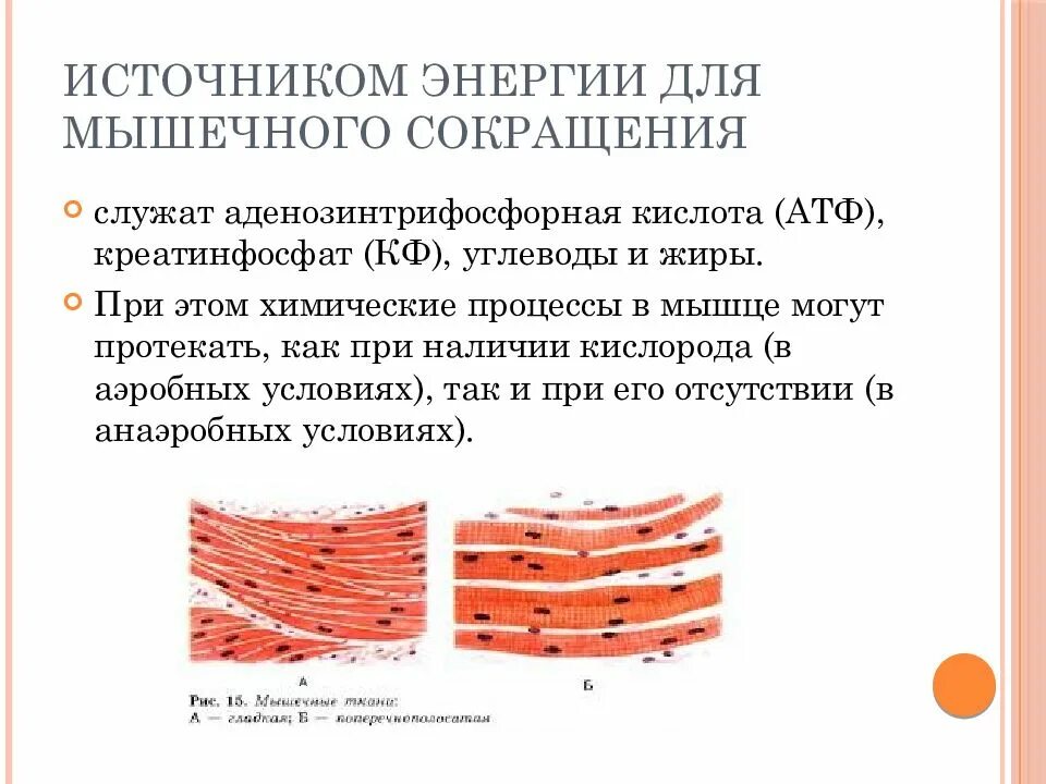 Энергия необходимая для работы мышц