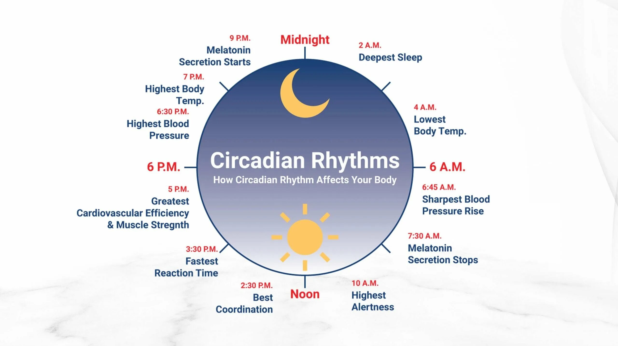 Circadian rhythm. Circadian. Циркадные ритмы сна и бодрствования. Битрикс 24 crm. Circadian rhythm.