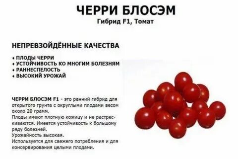 Чери блосэм отзывы