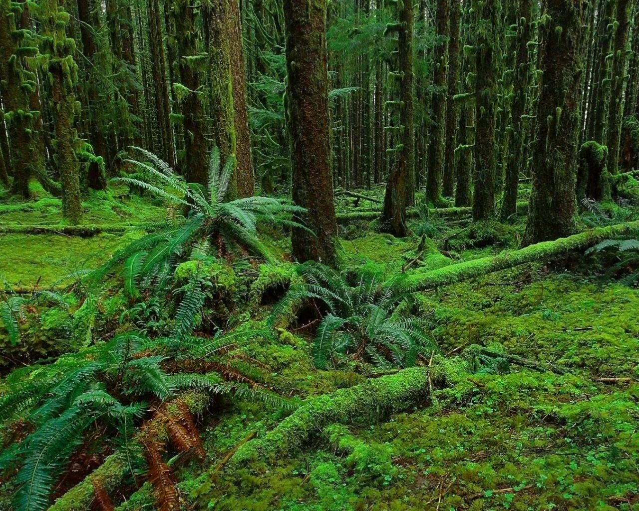 Forest grounded
