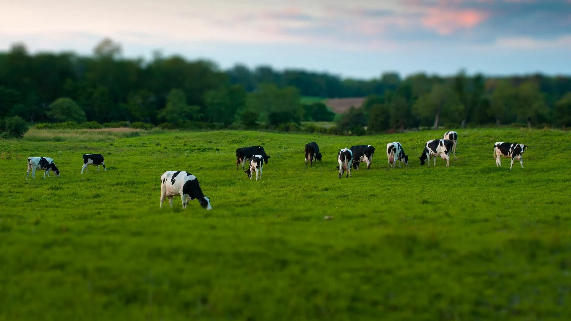 Поле коровки. Коровы в поле. Стадо коров. Коровы на пастбище. Луг с коровами.