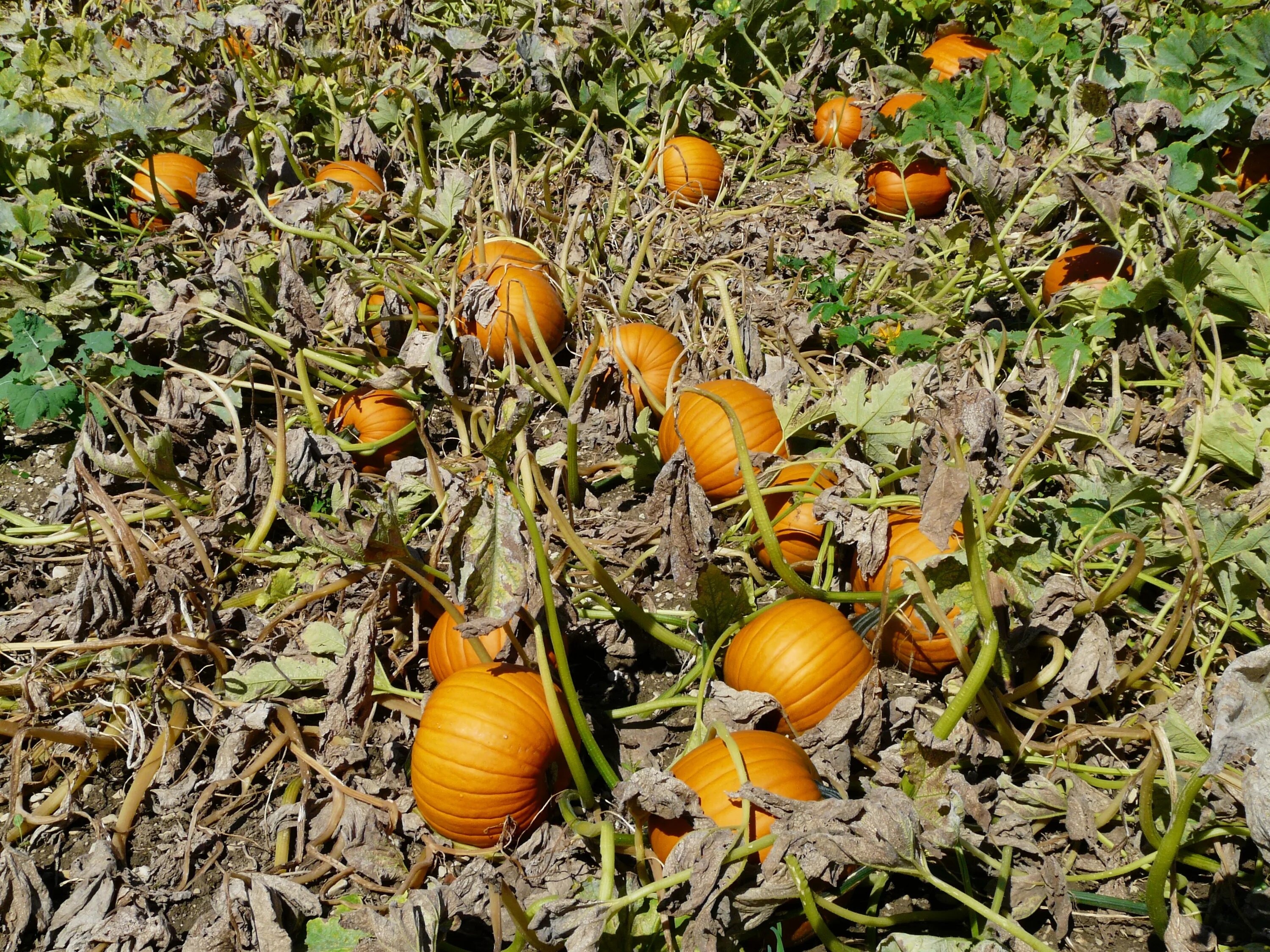 Лето тыква. Тыква Cucurbita maxima. Тыквенные Cucurbitaceae. Гигантская (Cucurbita maxima).. Дикая тыква.