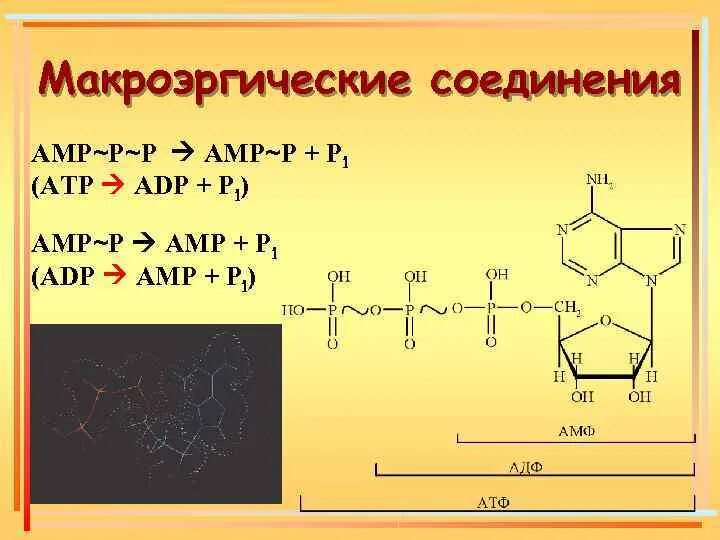 Макроэрги. Макроэргические соединения биохимия. Соединения с макроэргическими связями. Типы макроэргических соединений биохимия. Строение макроэргических соединений.