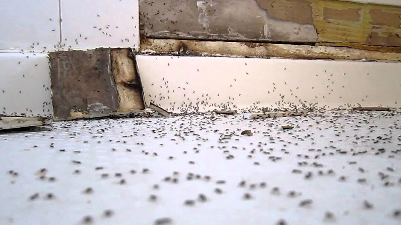Как избавиться от мелких муравьев в доме. Муравьи в квартире. Домашние муравьи в квартире. Рыжие муравьи в квартире. Маленькие муравьи в квартире.