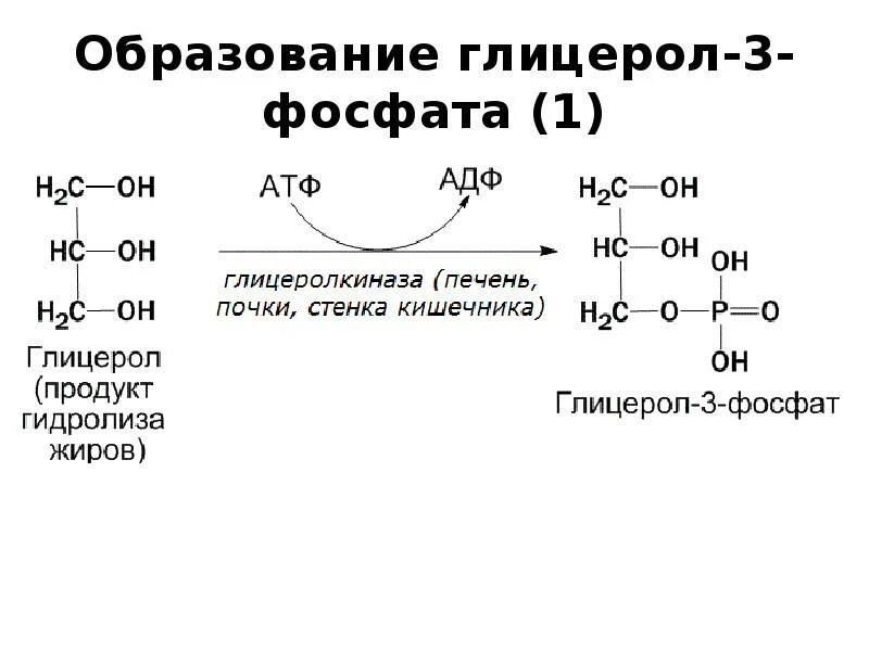 Что такое глицерол. Глицерол-3-фосфатдегидрогеназа кофермент. глицерол-3-фосфат дг. глицерол 3 фосфата из глюкозы. образование глицерол 3 фосфата в жировой ткани.