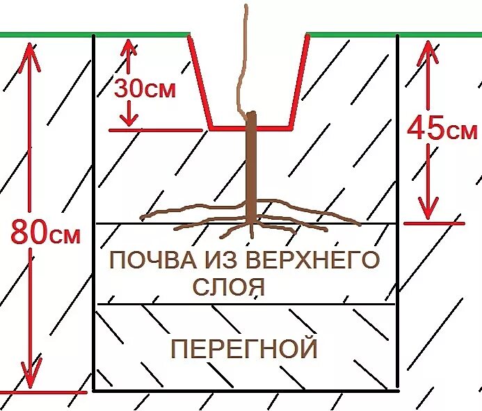 Схема посадки винограда черенками. Схема посадки винограда весной саженцами. Посадка винограда подготовка посадочной ямы. Посадка саженцев винограда весной в грунт. На какую глубину сажать виноград