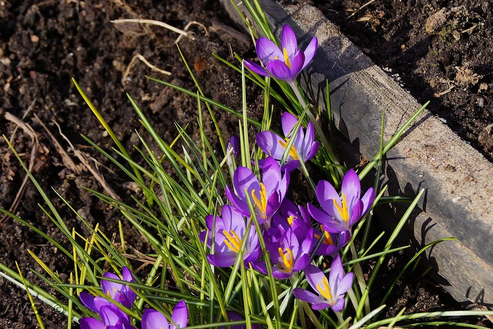 Крокус Вятские Поляны. Crocus korolkowii. Crocus corsicus. Крокусы на могиле.