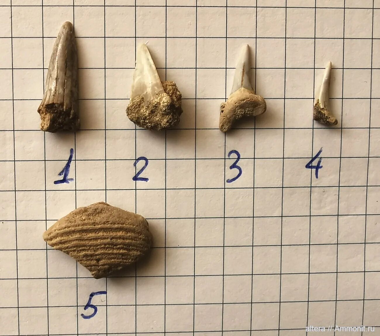 Заказник варавинский овраг. Варавинский овраг. Варавинский овраг. Заказник варавинский овраг. Варавинский овраг окаменелости.