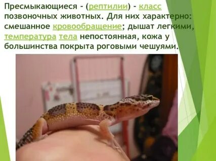 Характерна линька