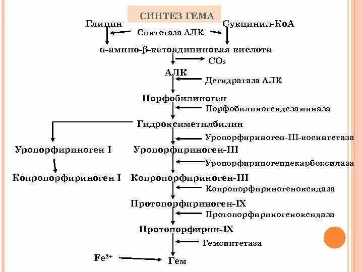 Биосинтез крови. Схема регуляции синтеза гема и гемоглобина. Синтез гема биохимия схема. Синтез гема порфирии. Схему синтеза гема из порфобилиногена.