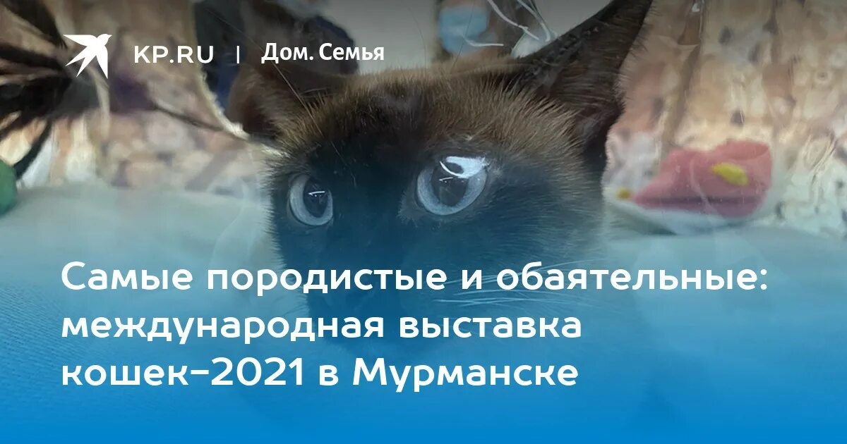 Выставка кошек Мурманск. Плазма Мурманск выставка кошек. Выставка котов в плазме Мурманск. Выставка кошек в Мурманске 2022 в плазме.