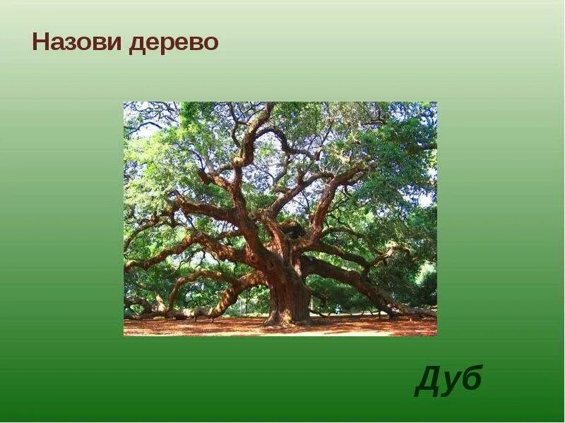 Характеристика слова дерево. Дерево зовет. Презентация по дереву дуб. Дерево слов. Дерево дуб для презентации.