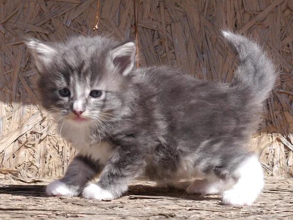 Котенок лесная норвежская 59 фото - ZooClever.ru