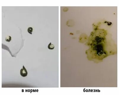 Зеленый помет у волнистого попугая