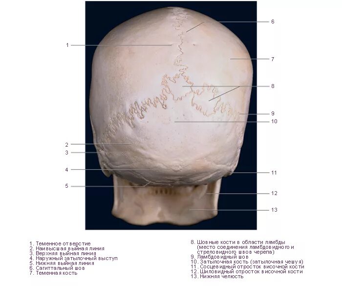 Шов теменных костей. Соединения костей черепа анатомия швы. Соединение костей черепа швы. Венечный шов соединяет кости черепа. Венечный шов черепа анатомия.