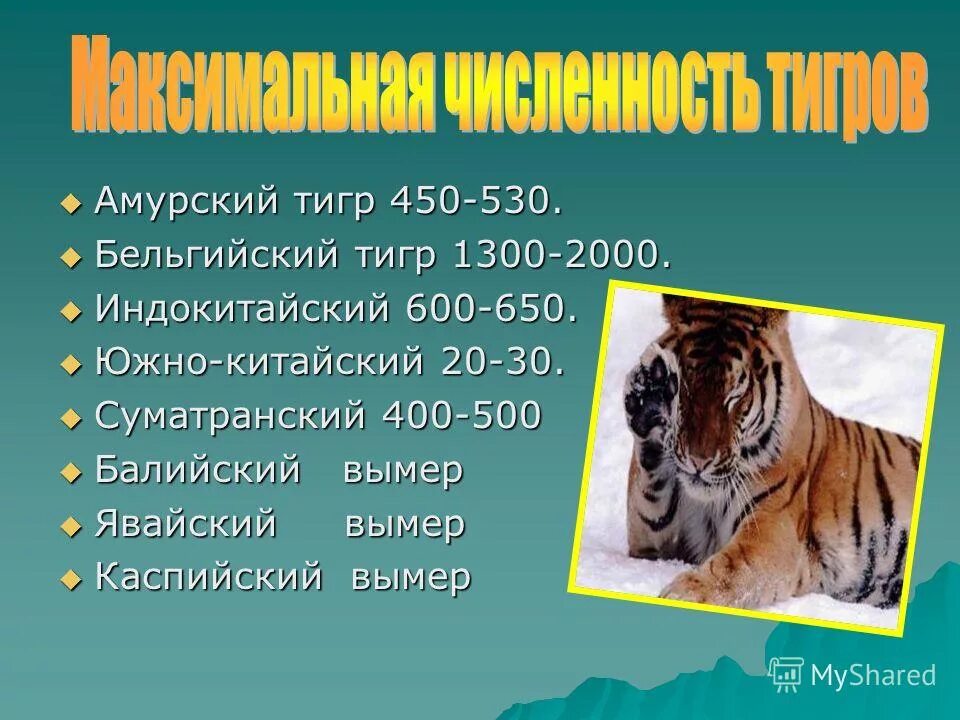 Сколько в мире амурских тигров. Амурский тигр численность в мире. Численность амурских тигров по годам. График популяции амурских тигров. Амурский тигр численность в России.