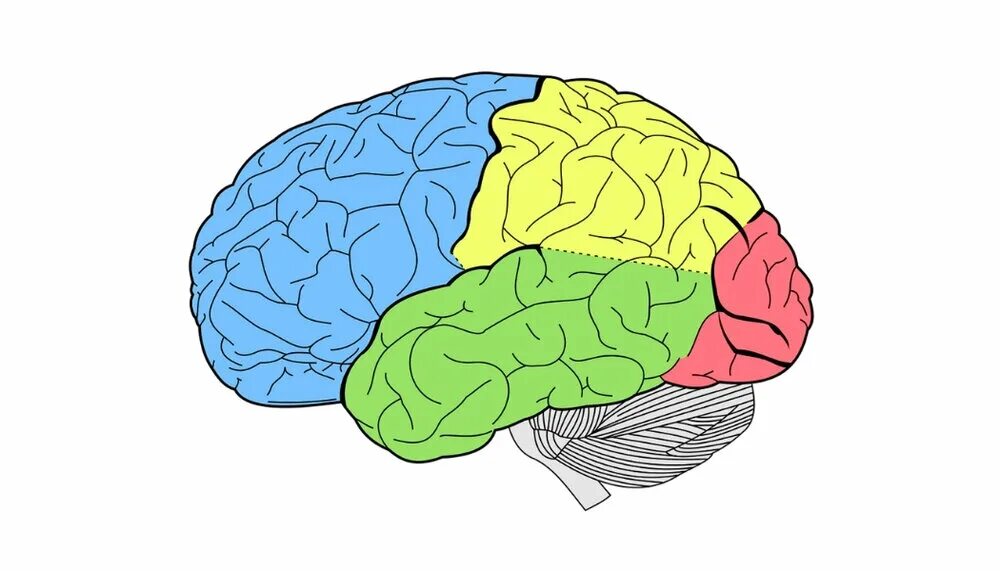 Большой мозг рисунок. Головной мозг стикер. Human Brain наклейка. Мозг стикер айфон. Стикеры мозг идея.