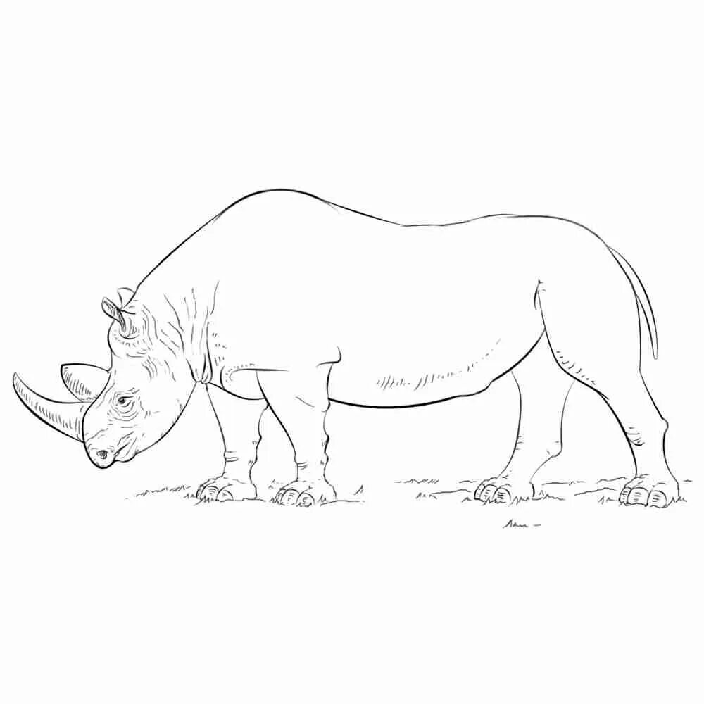 Носорог раскраска. Носорог картинка для раскрашивания. Носорог рисунок карандашом. Носорог для срисовки.