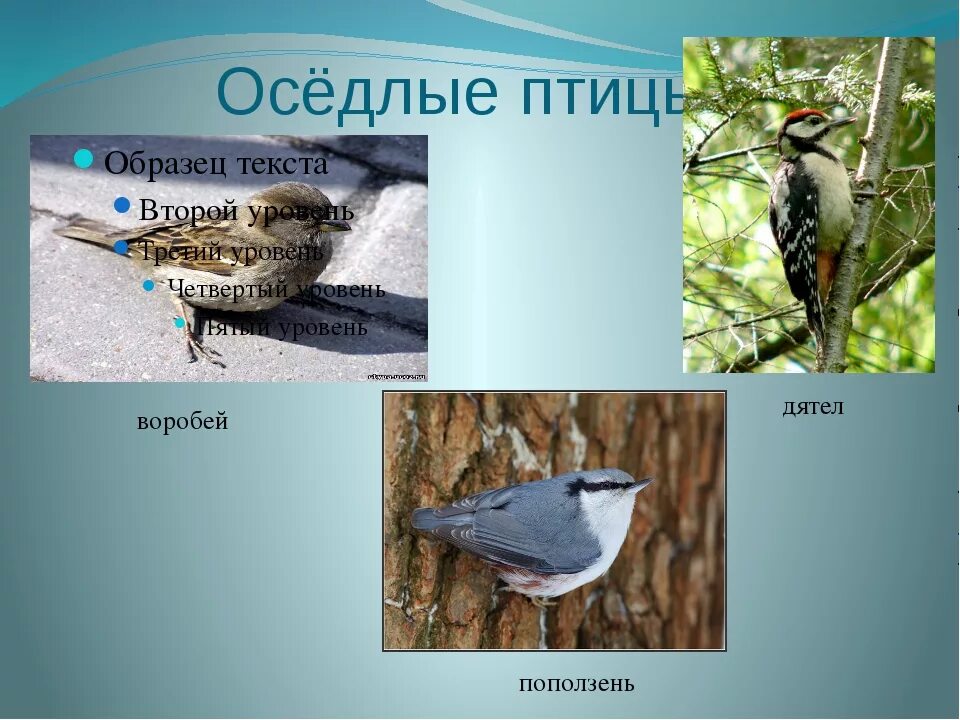 Седая птица. Виды оседлых птиц. Оседлые птицы для дошкольников. Виды оседлых птиц. Оседлые птицы для детей.