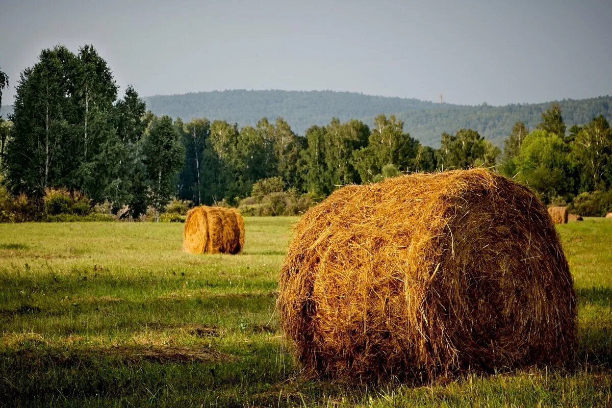 сено луговое в квадратных тюках. сено род. просяная солома. стог соломы. солома ячменная в тюках.