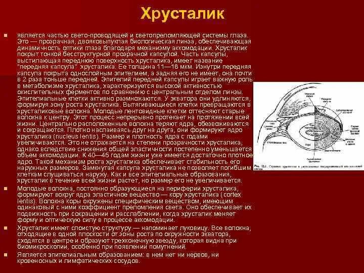 Какую форму имеет хрусталик. Передняя поверхность хрусталика. Схема строения хрусталика.. Хрусталик глаза является свето. Орган зрения анатомия.