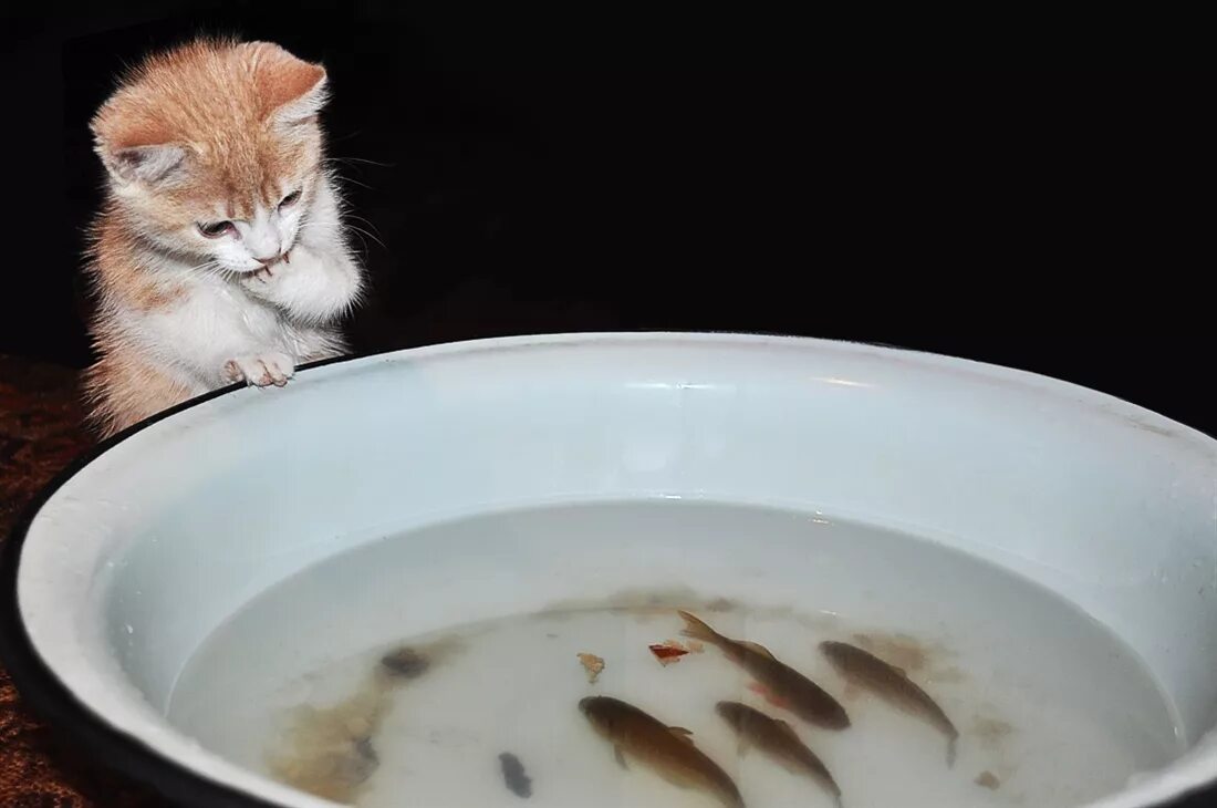Хотим быть рыбками. Кот и рыба в тазике. Рыбки хотят кушать. Кот в тазике. Тазик с рыбками.