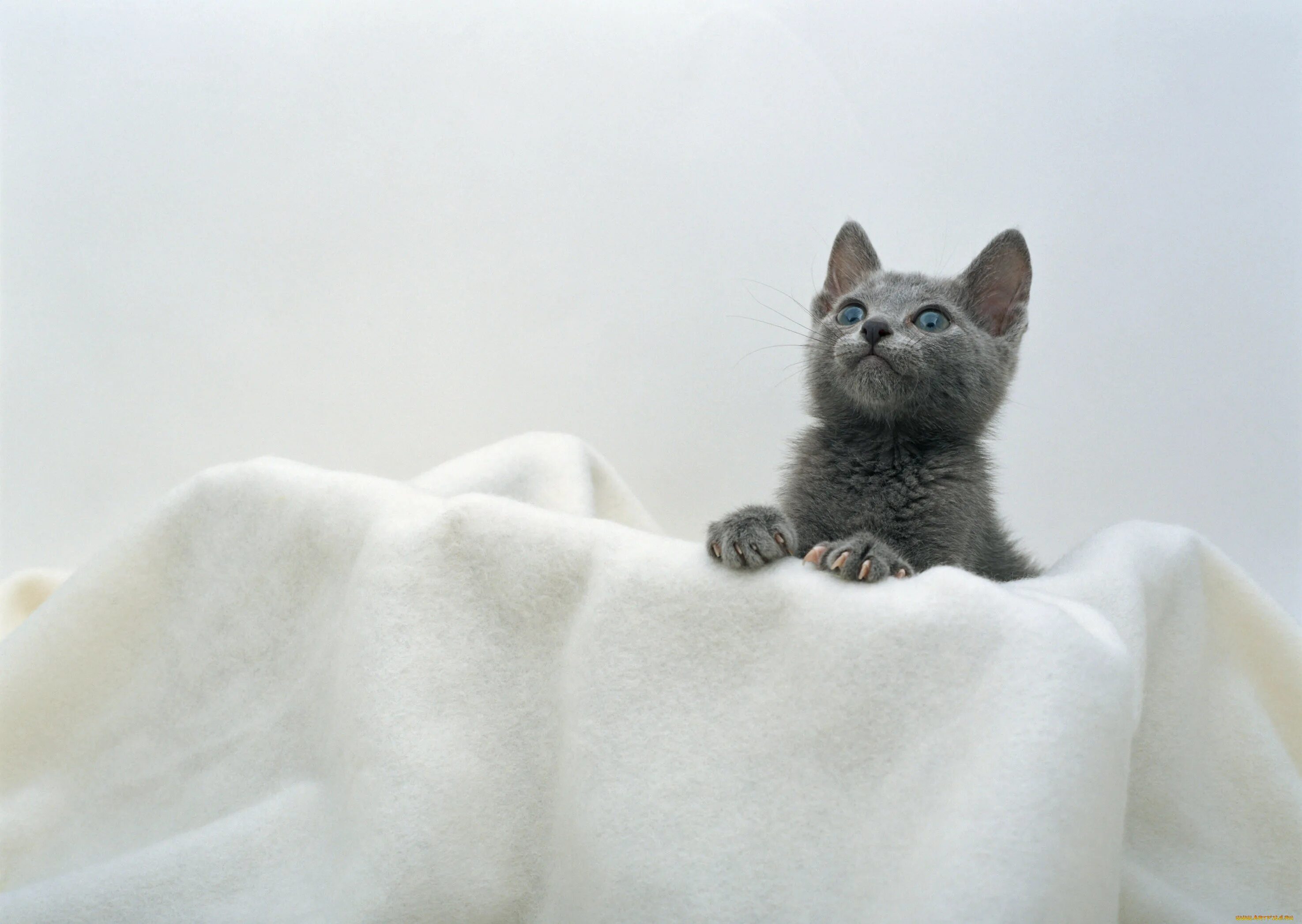 Кот в полотенце. Дымчатый котенок. Серый дымчатый котенок. Дымчатая кошка. Обои с котятами.