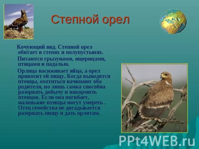 Степной орел сообщение 4. Степной орел сообщение 4