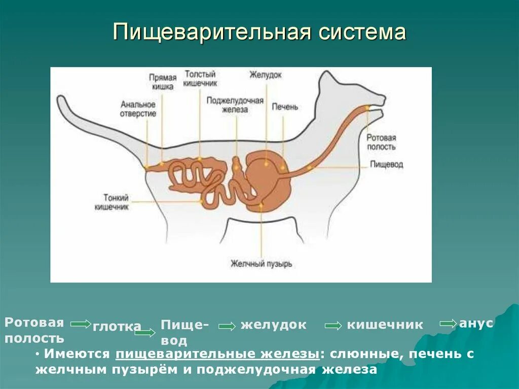 Пищевод млекопитающих. Строение пищеварительной системы млекопитающих биология 8 класс. Строение ротовой полости млекопитающих. Внутреннее строение млекопитающих 7 класс пищеварительная система.