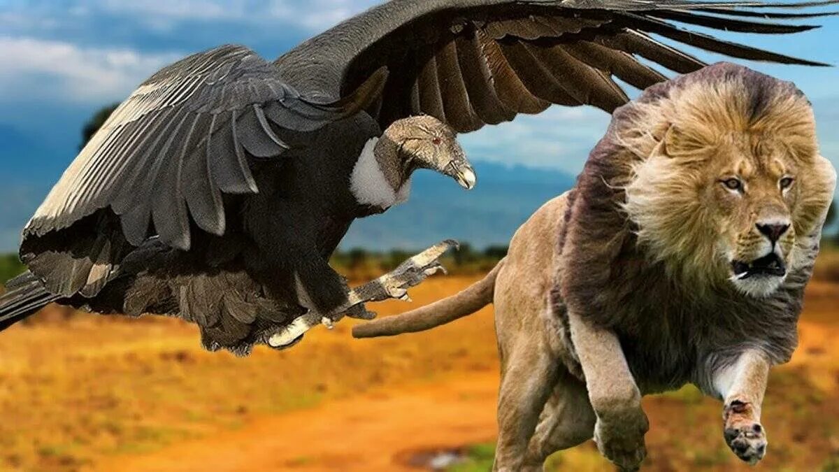 Самая большая птица на земле. Андский Кондор размах крыльев. Андский Кондор с человеком. Самая большая хищная птица в мире Андский Кондор. Падальщик Андский Кондор.