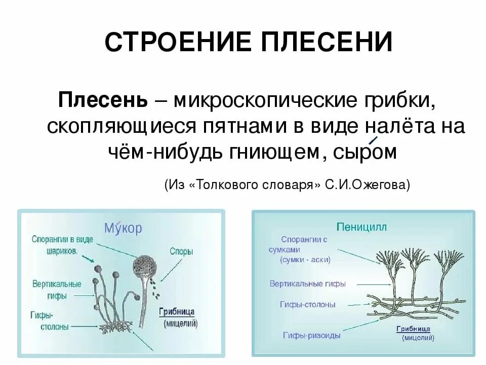 Строение лесного гриба мукора. Строение плесневых грибов грибница. Строение плесени мукора. Строение плесневелыхгрибов схема. Чем отличаются плесени