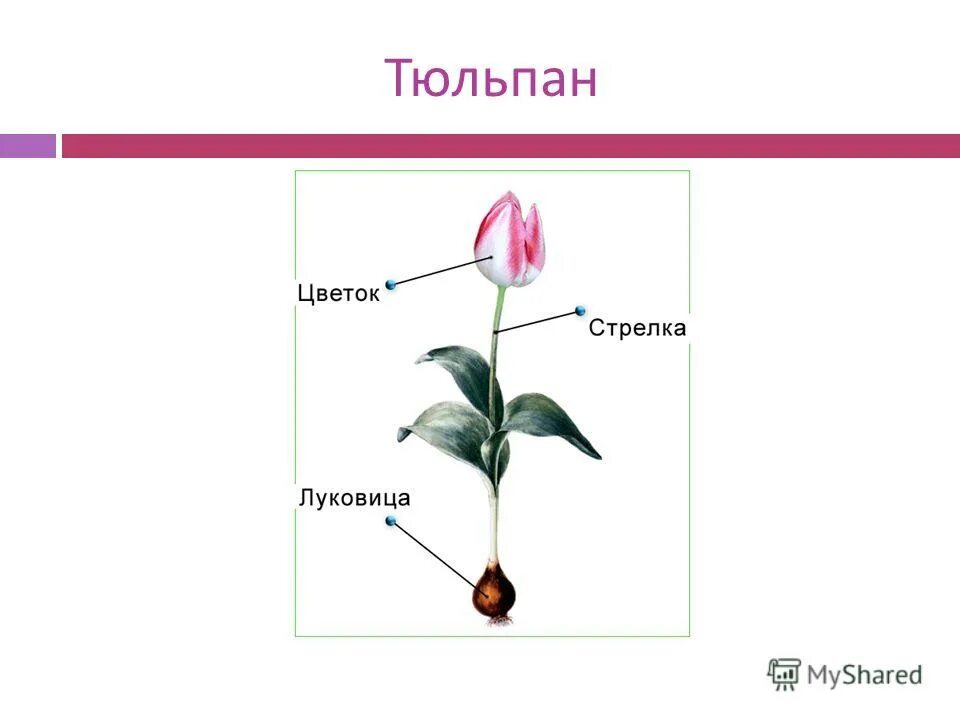 класс однодольные семейство лилейные тюльпан. рассмотрите рисунки на с 47 напишите названия растений. строение цветка лилейных. лабораторная работа по биологии 7 класс лилейные. лабораторная работа по биологии 7 класс лилейные.